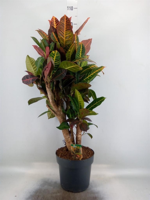 <h4>Codiaeum var. GR 'Petra'</h4>