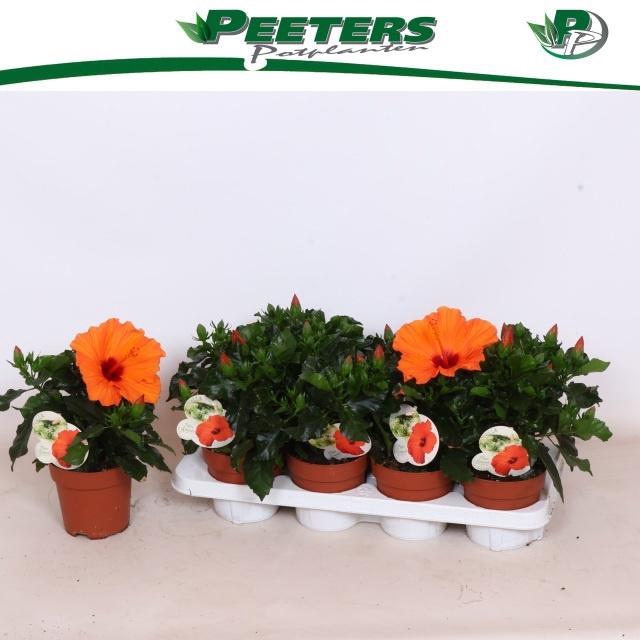 <h4>HIBIS SUNNY LUCCA</h4>