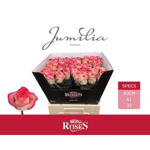 Rozen Jumilia