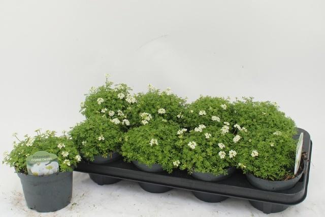 <h4>HUTCHINSIA ALPINA</h4>