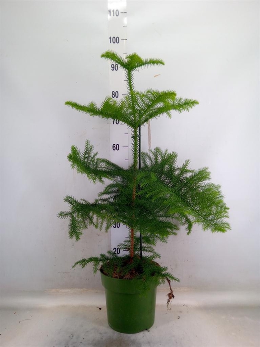 <h4>Araucaria heterophylla</h4>