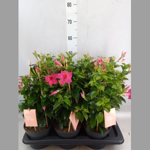 Mandevilla  'Sundavil Pink'
