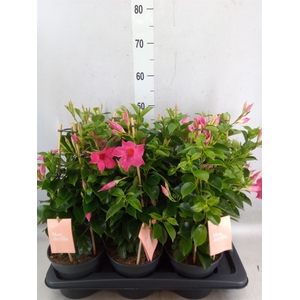 Mandevilla  'Sundavil Pink'