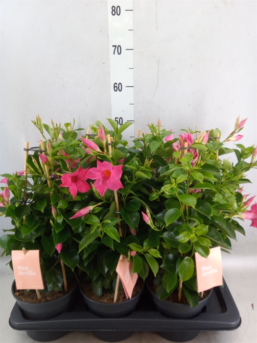 <h4>Mandevilla  'Sundavil Pink'</h4>