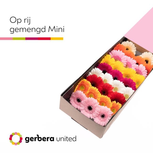 <h4>Germini mix in row</h4>