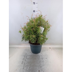 Pieris japonica 'Variegata'