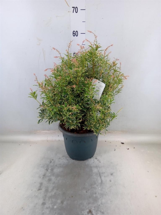 <h4>Pieris japonica 'Variegata'</h4>