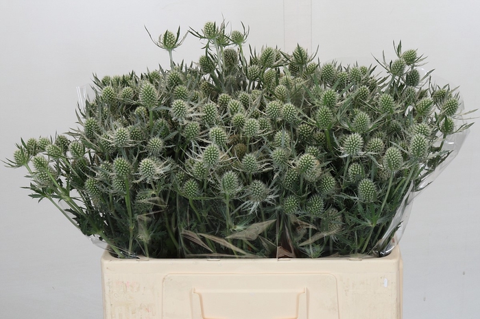 <h4>Eryngium Silver Dynamite</h4>