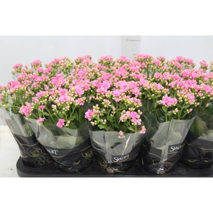 KALANCHOE DOBRADO P11 ROSA