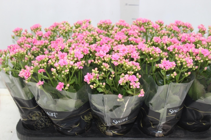 <h4>KALANCHOE DOBRADO P11 ROSA</h4>