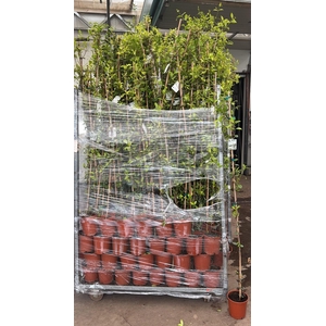 TRAC JASMINOIDES