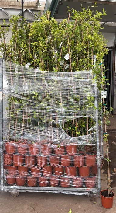<h4>TRAC JASMINOIDES</h4>