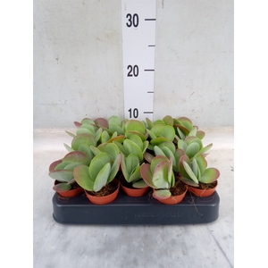 Kalanchoe NF thyrsiflora 'Red Lips'