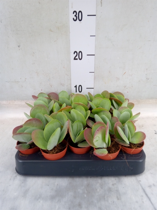 <h4>Kalanchoe NF thyrsiflora 'Red Lips'</h4>