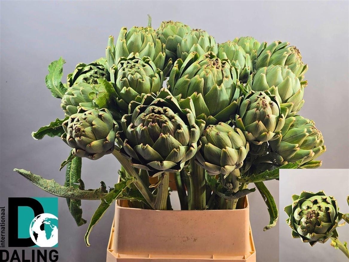 <h4>Cynara Scolymus</h4>