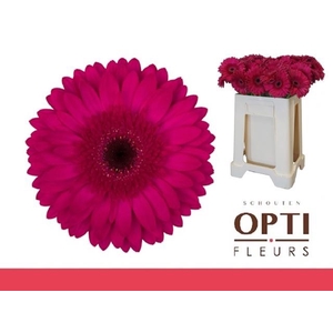 GE GR MARTINI