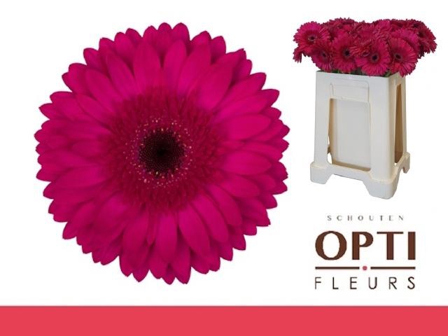 <h4>GE GR MARTINI</h4>