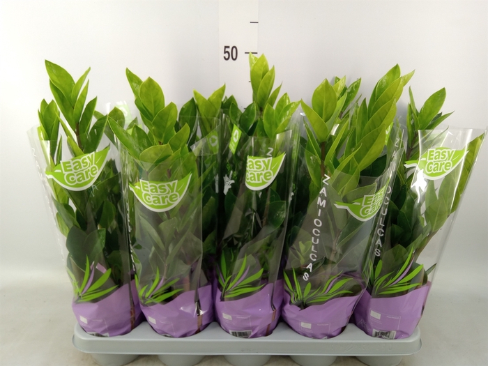 <h4>Zamioculcas zamiifolia</h4>