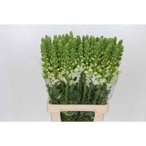 Antirrhinum Potomac Early White