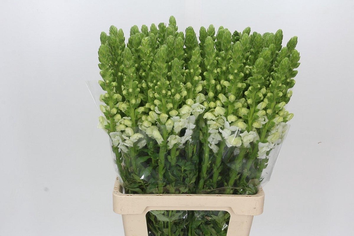 <h4>Antirrhinum Potomac Early White</h4>