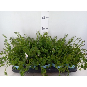 Campanula porten.