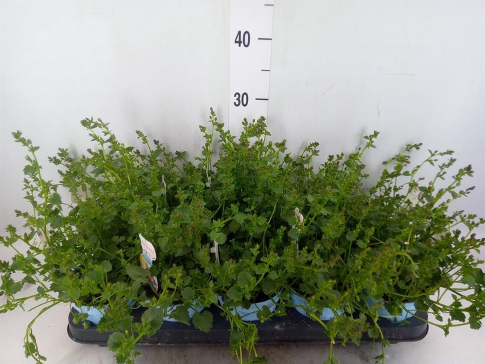 <h4>Campanula porten.</h4>