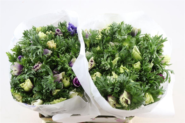 <h4>Anem Marianne Pastel</h4>