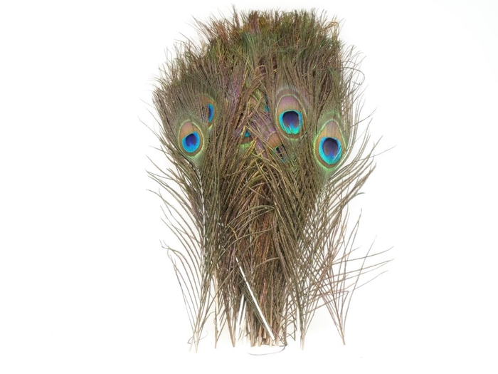 <h4>Feather Peacock 30cm</h4>