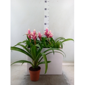 Guzmania  'Candy'