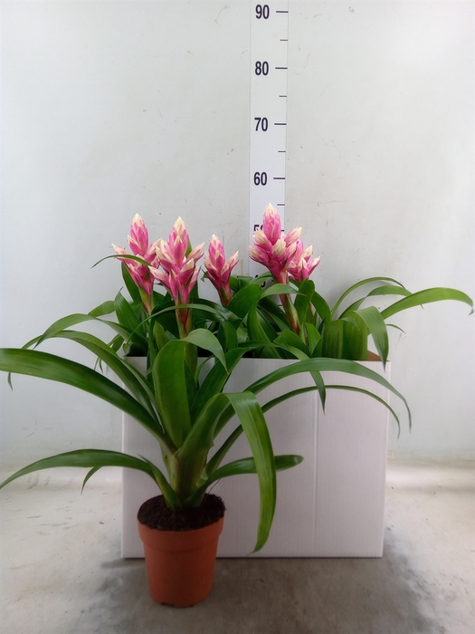 <h4>Guzmania  'Candy'</h4>