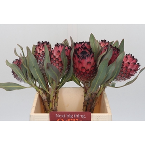 Protea Barbigera Ruby Princess