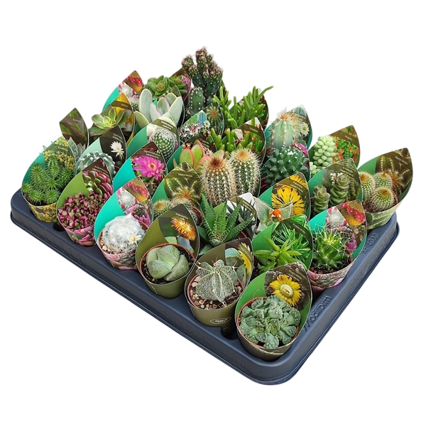 <h4>MIX CACTUS AND SUCCULENTS - TRAY 30 PCS - POT Ø 5,5 WITH POTCOVER (CACTUS EN SUCCULENTEN)</h4>