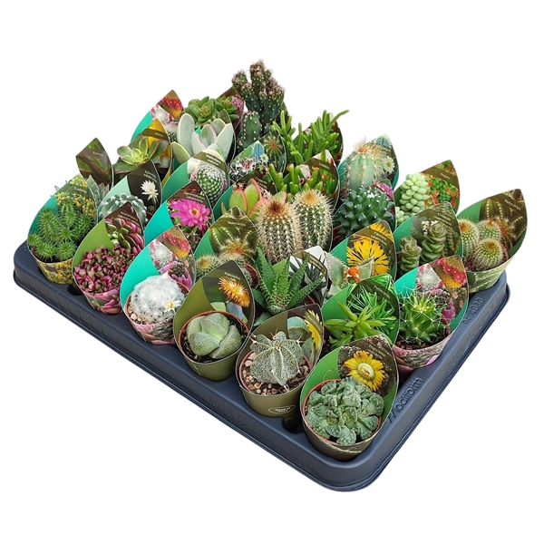 <h4>Cactus + succulente mélangé</h4>