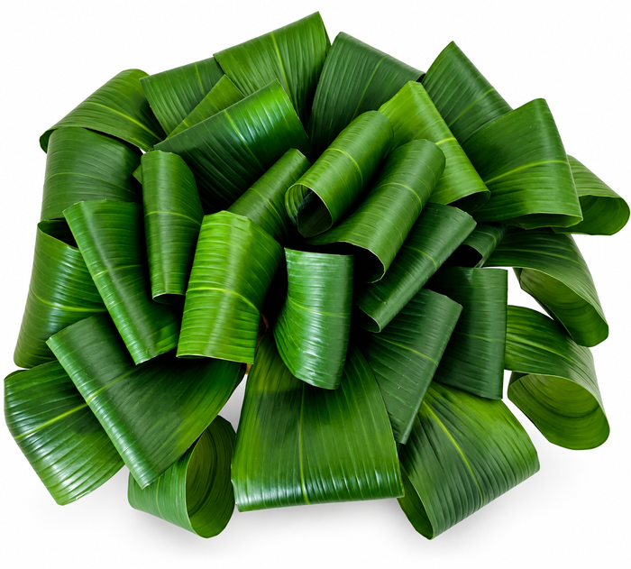 Aspidistra ( folded ) per stem (Min 1 plt)(33x)