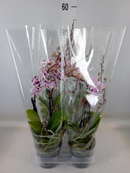 <h4>Phalaenopsis multi.</h4>