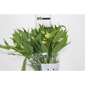 ALSTROEMERIA WHITNEY 080 CM