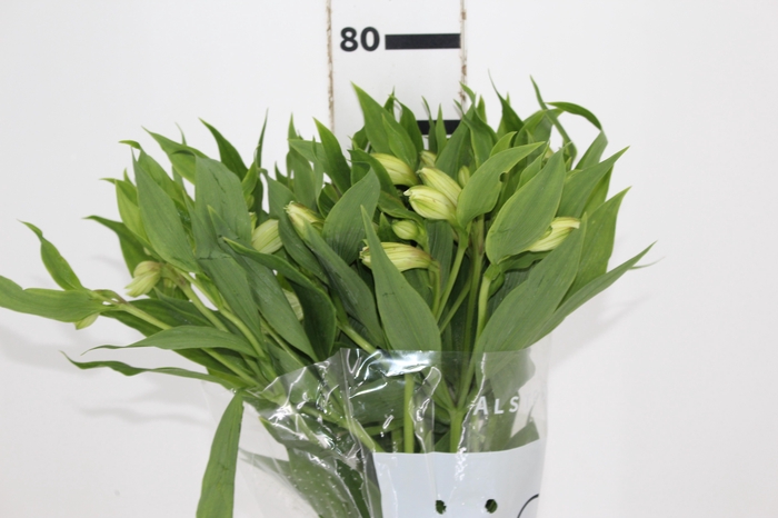 <h4>ALSTROEMERIA WHITNEY 080 CM</h4>