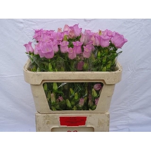 Campanula medium champion pink