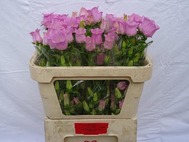 <h4>Campanula medium champion pink</h4>