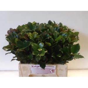 ILEX BL M BLU PRINCE