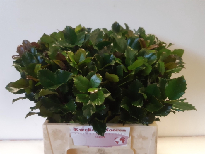 <h4>ILEX BL M BLU PRINCE</h4>