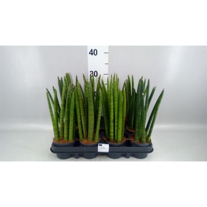 Sansevieria cyl.  ...