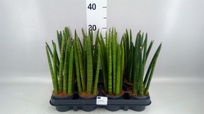 <h4>Sansevieria cyl.  ...</h4>