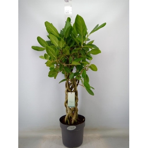 Ficus benghalensis 'Audrey'
