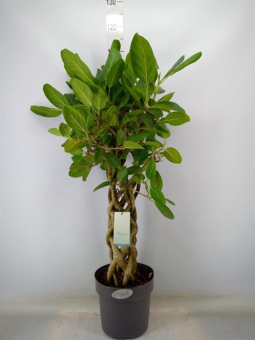 <h4>Ficus benghalensis 'Audrey'</h4>