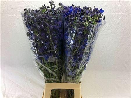 <h4>Delph En Donna 80cm</h4>