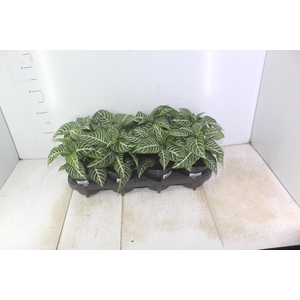 APHELANDRA P15 SEM FLOR