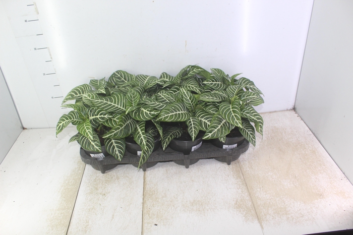 APHELANDRA P15 SEM FLOR