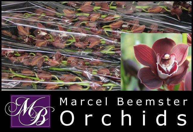 <h4>CYMB MINI OV</h4>