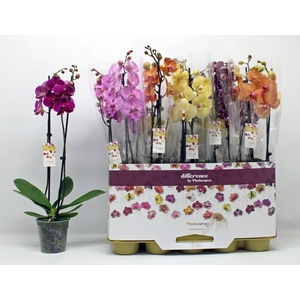 PHAL GEM 10 KL